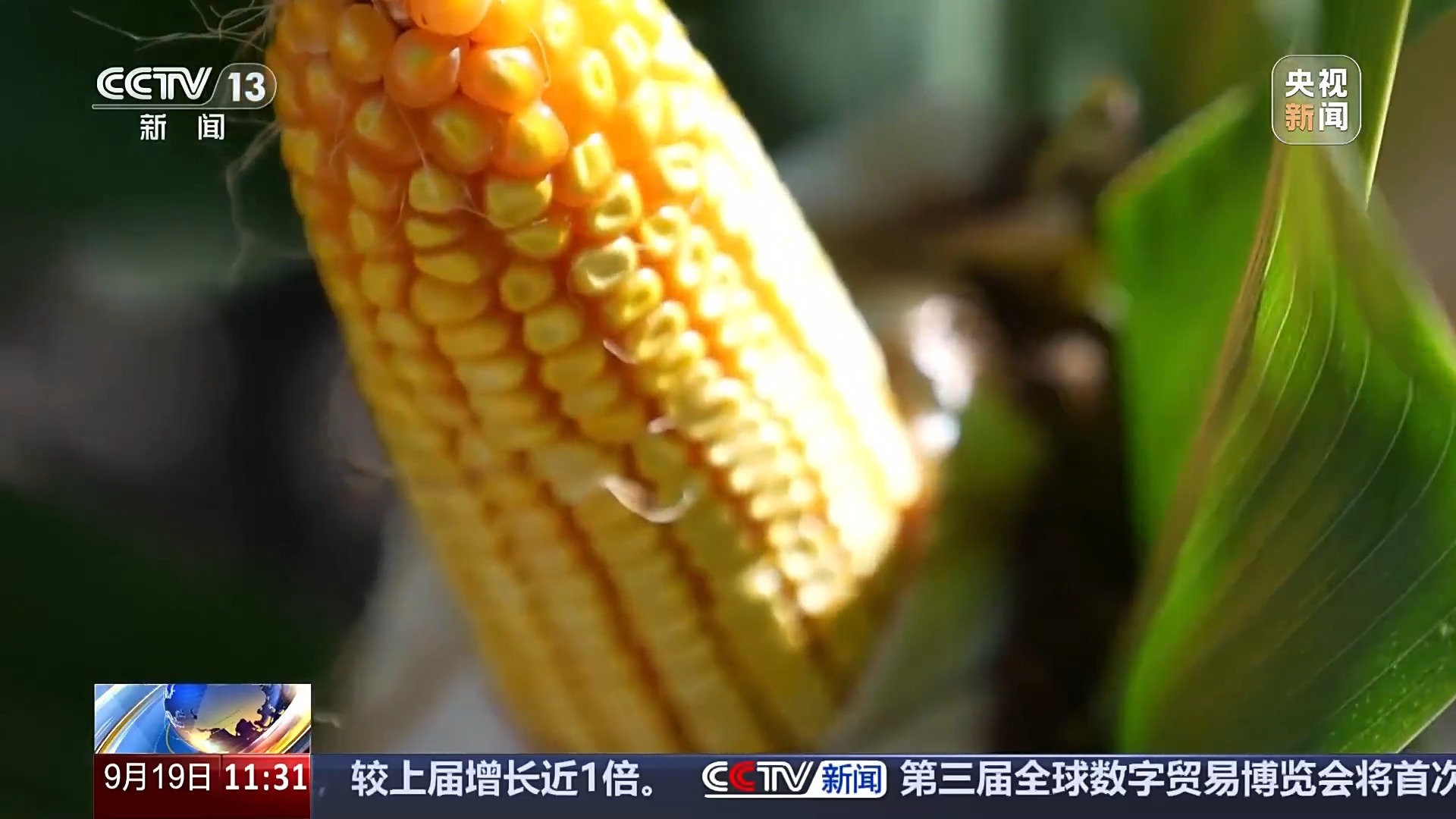 玉米掉价最新消息及其影响深度分析